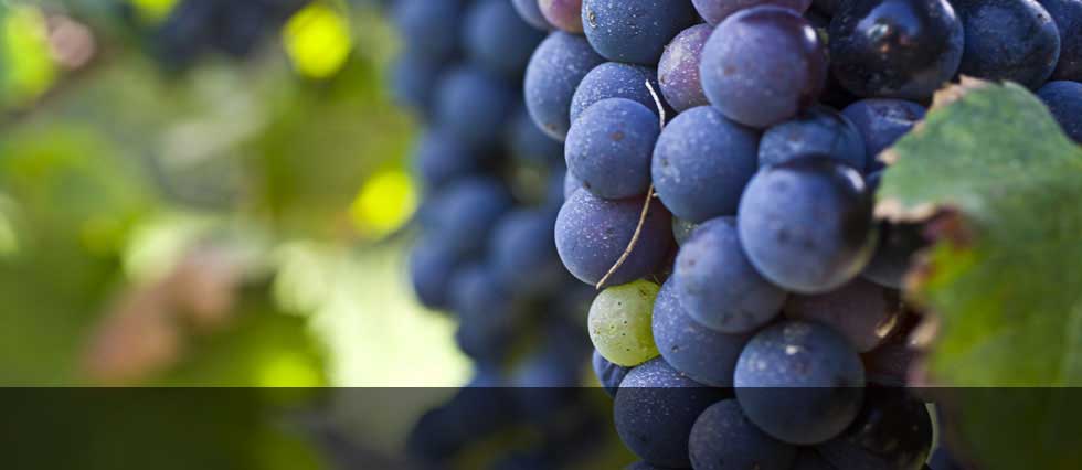 Grapes